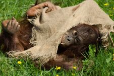 Baby Orangutan Royalty Free Stock Photos
