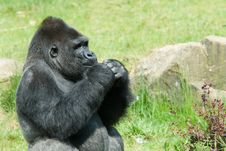 Male Gorilla Royalty Free Stock Photo