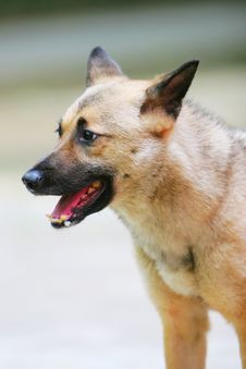 German Shepherd Dog Stock Photography