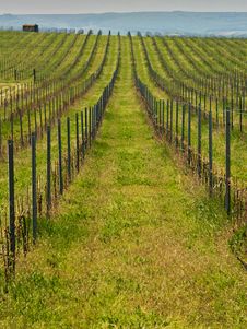 Vineyards Landscape Stock Photos Vineyards Landscape Stock Photos