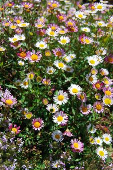 Daisies Royalty Free Stock Image Daisies Royalty Free Stock Image