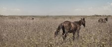 Wild Horses Panorama Royalty Free Stock Images Wild Horses Panorama Royalty Free Stock Images