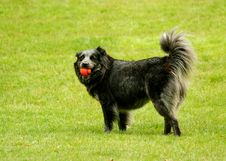 Black Dog With Ball In Its Mouth Royalty Free Stock Photo Black Dog With Ball In Its Mouth Royalty Free Stock Photo