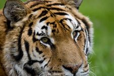 Tiger Close-up Royalty Free Stock Images