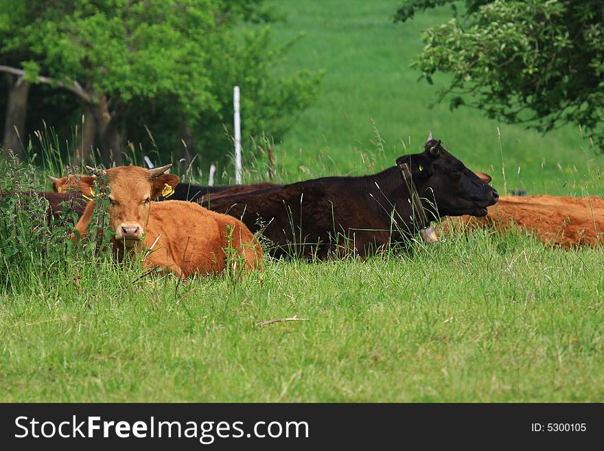Some cows in the nature
