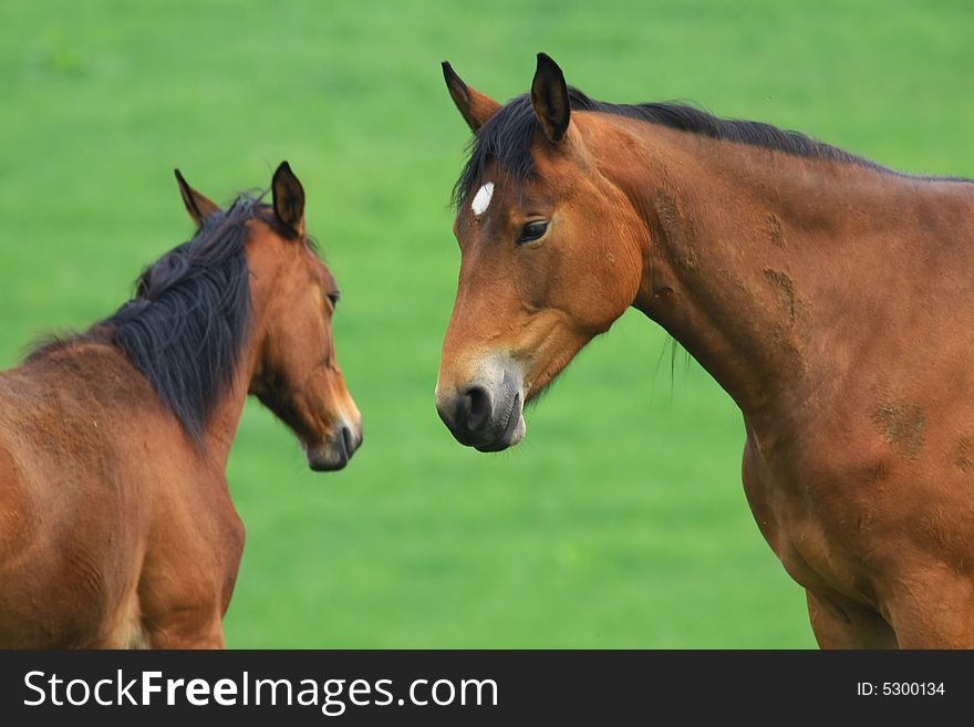 Horses standing outside in the spring sun