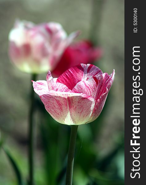 Tulip Violet Colors