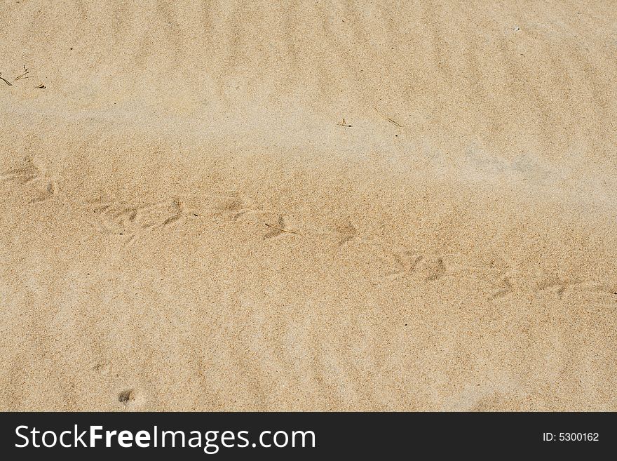 The bird's traces on sand track