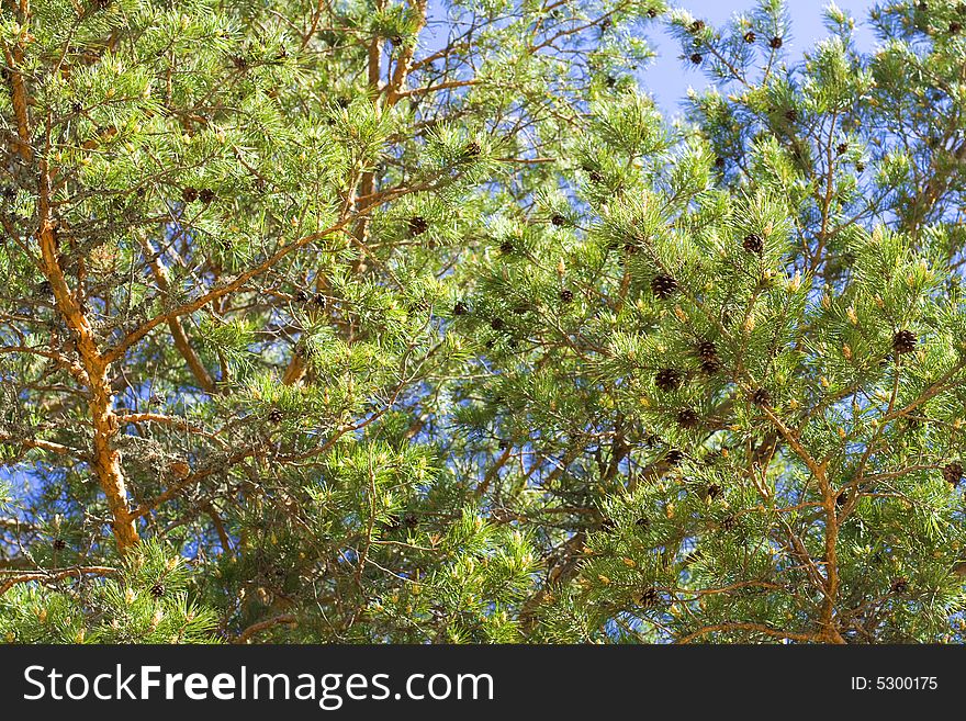 Сone on a pine on sky