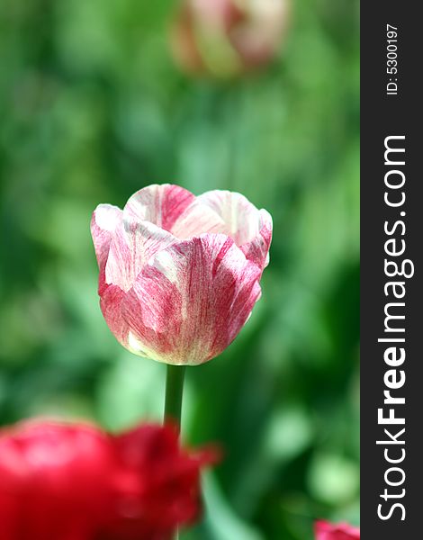 Decorative bulbs flower in spring time. Decorative bulbs flower in spring time