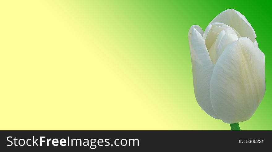 White tulip on green and yellow background