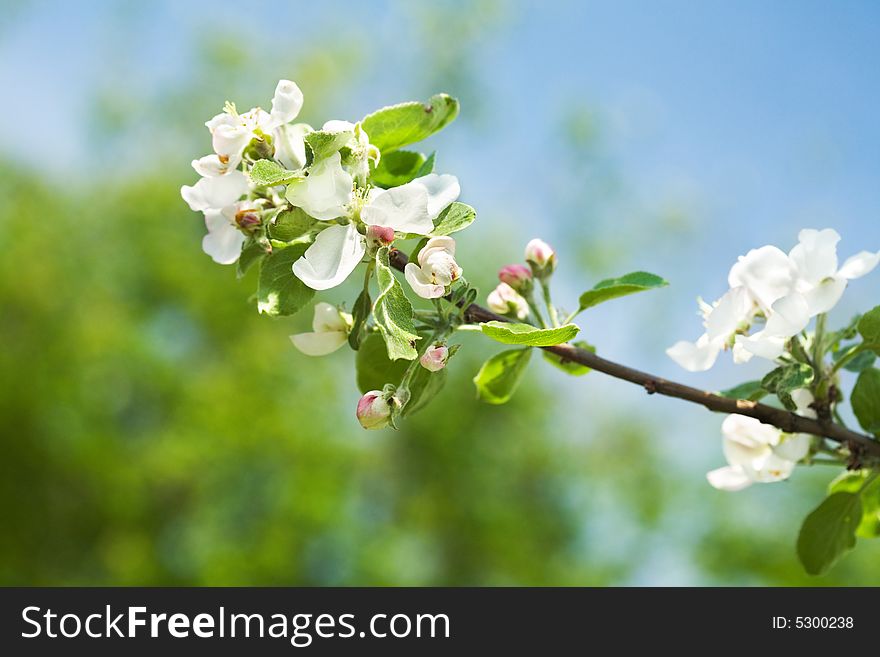 Blossoming branch of an apple-tree