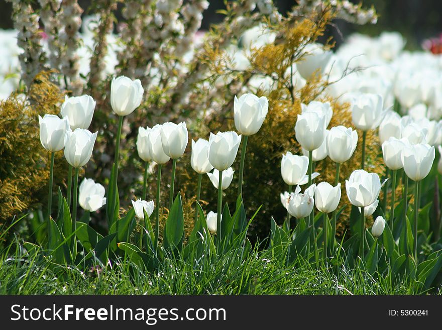 Decorative bulbs flower in spring time. Decorative bulbs flower in spring time