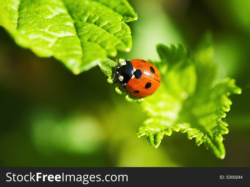 Ladybug on the leaf