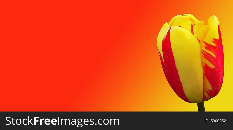 Beautiful flower on red and yellow background