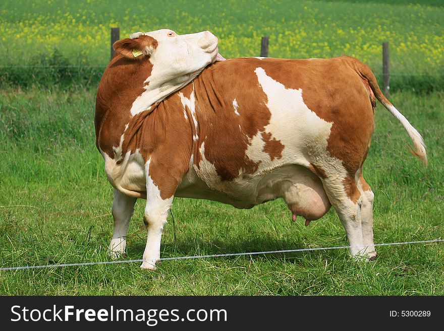 Cow