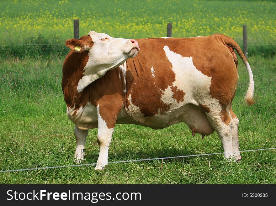 Cow