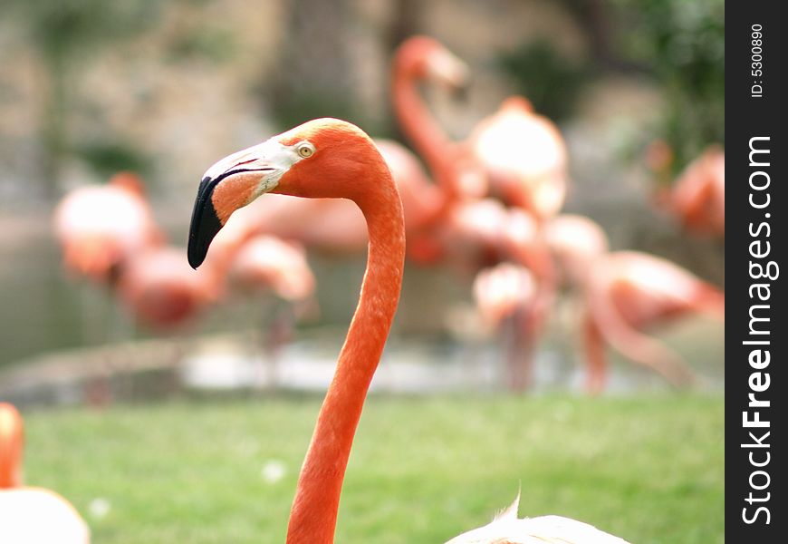 Close up photo of a flamingo's head. Close up photo of a flamingo's head