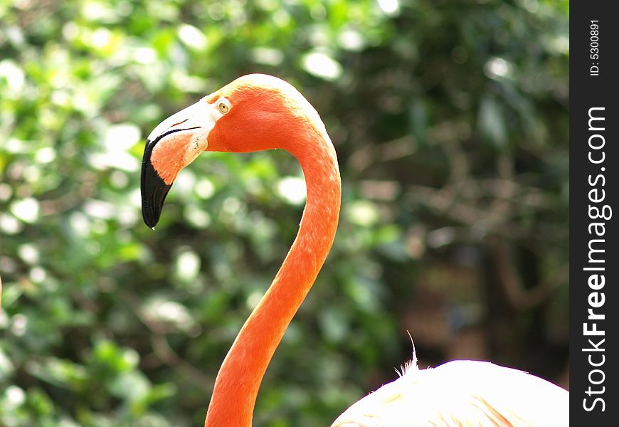 Close up photo of a flamingo's head and back. Close up photo of a flamingo's head and back