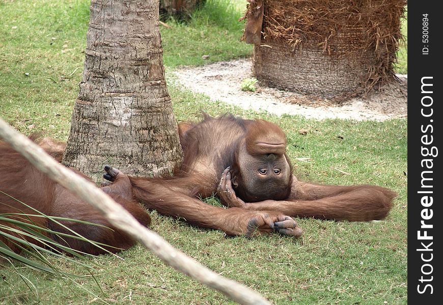 Photo of an orangutan relaxing with his eyes open. Photo of an orangutan relaxing with his eyes open