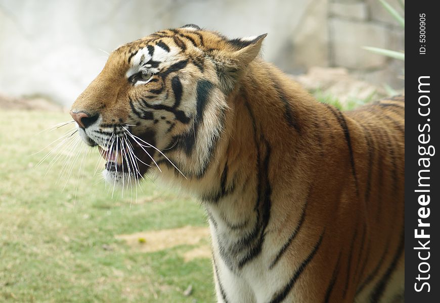 Tiger Close Up Facing Left