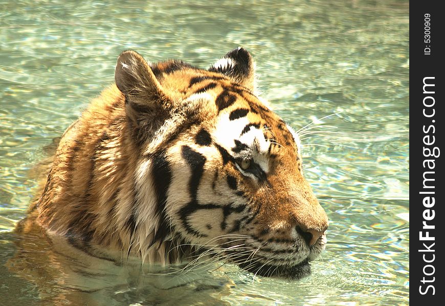 Close up photo of a tiger in the water. Close up photo of a tiger in the water