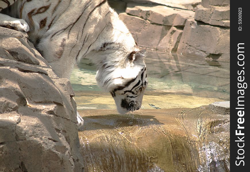 Close up photo of a white tiger drinking from a stream. Close up photo of a white tiger drinking from a stream