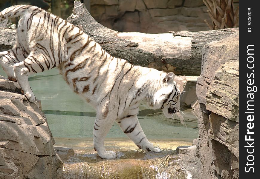 Photo of a white tiger crossing a stream. Photo of a white tiger crossing a stream