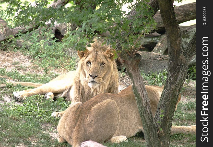 Lion couple resting in the shade.