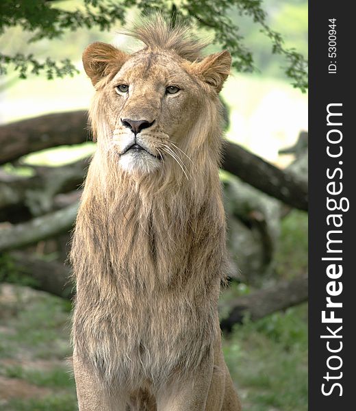 Photo of a young male lion on the look out. Photo of a young male lion on the look out