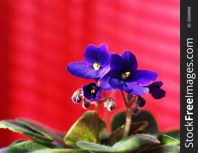 Violet with green leaves in a pot on a red background. Violet with green leaves in a pot on a red background