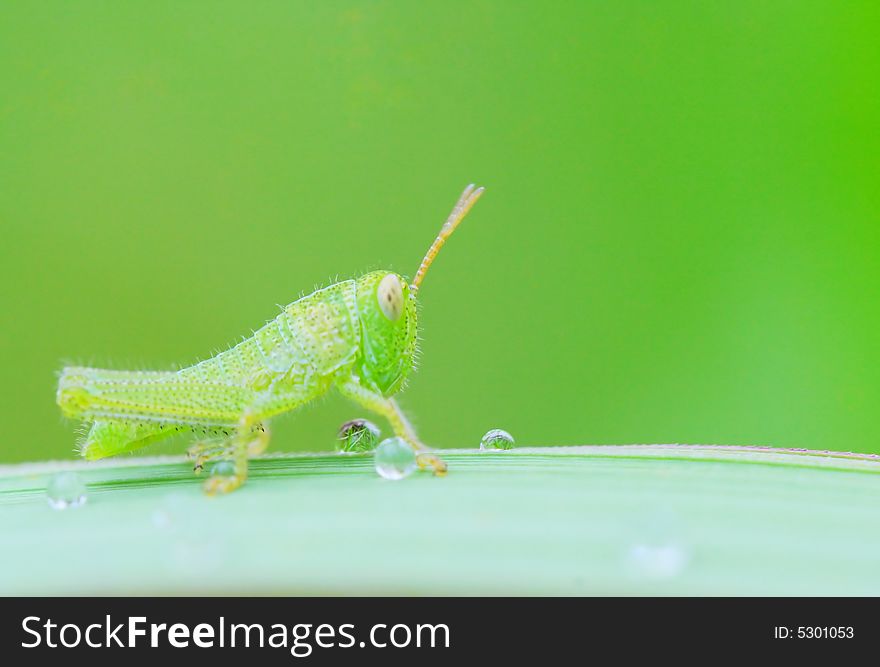 The grasshopper falling a leaf of a grass .