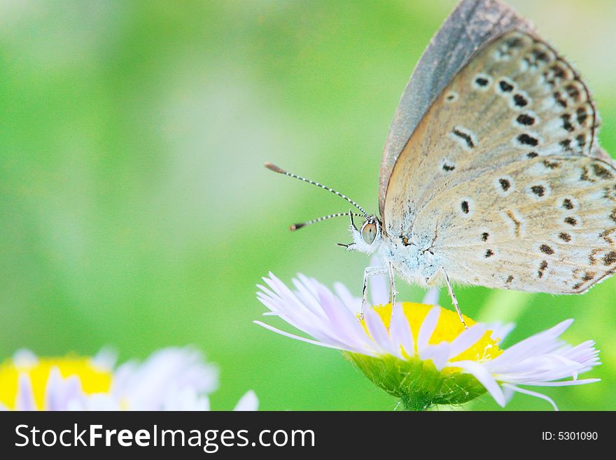 The butterfly fall a plant .
shoot it in a garden .