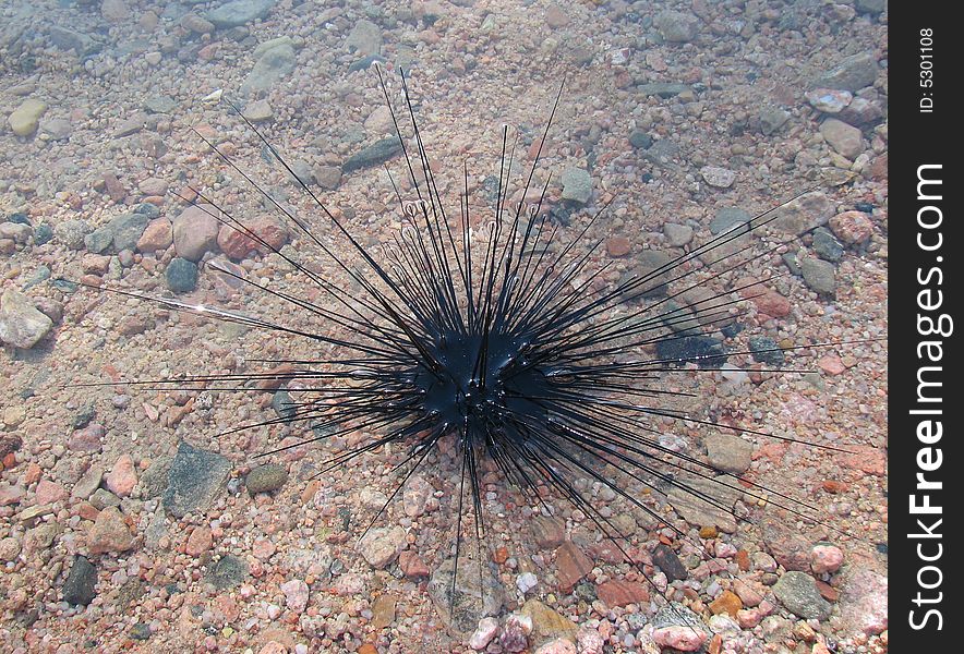 Dangerous sea urchin in the water