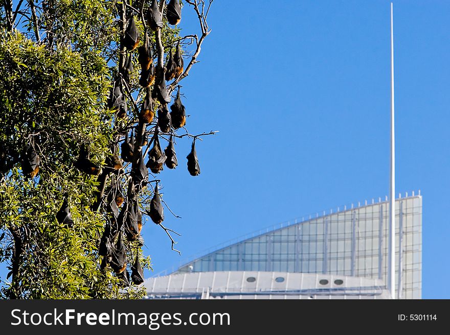 A colony of bats hanging on a tree near the city cente