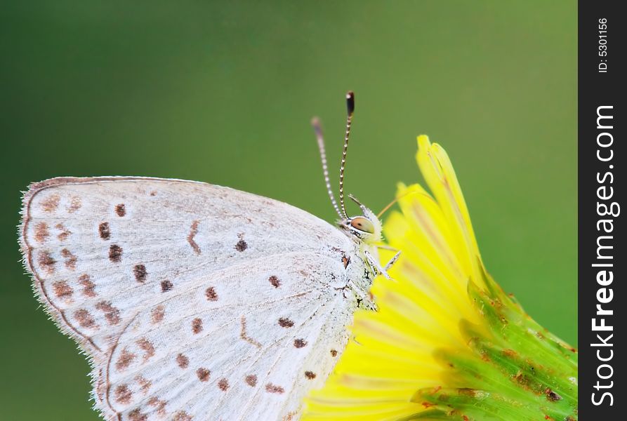 The butterfly fall a plant .
shoot it in a garden .