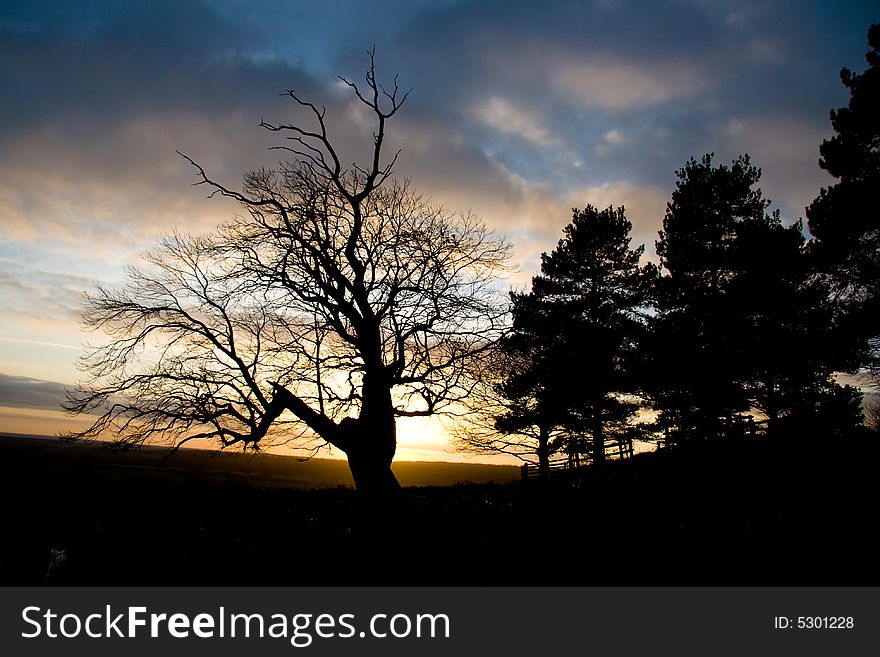 A spooky tree set in front of a setting sun. A spooky tree set in front of a setting sun.