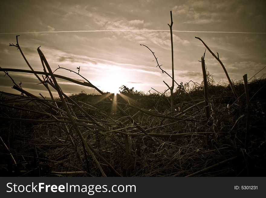 The setting sun on a field of bracken. Standing bracken in the foreground with some lens flare given by the sun giving highlights to the clouds. The setting sun on a field of bracken. Standing bracken in the foreground with some lens flare given by the sun giving highlights to the clouds.