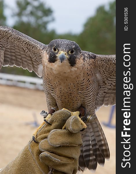 Falcon And Handler