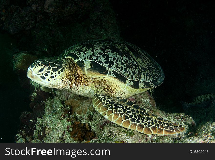 Green turtle resting on the reef