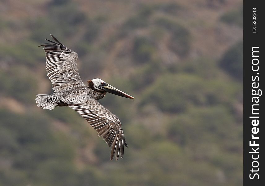 Brown Pelican (pelecanus occidentalis)flying over salt flats on the island of Bonaire
