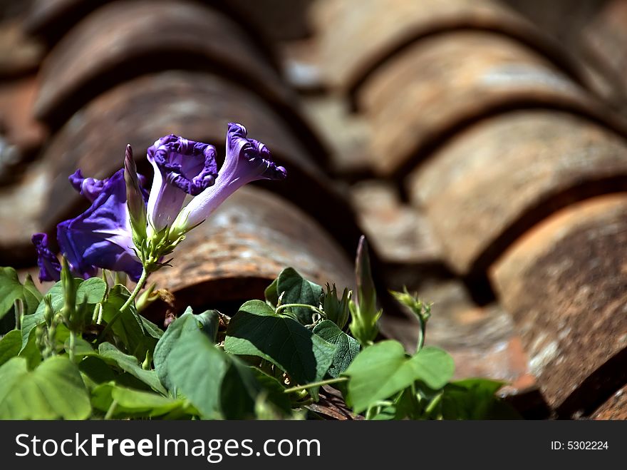 Violet flowers grow on a red tile roof. Violet flowers grow on a red tile roof