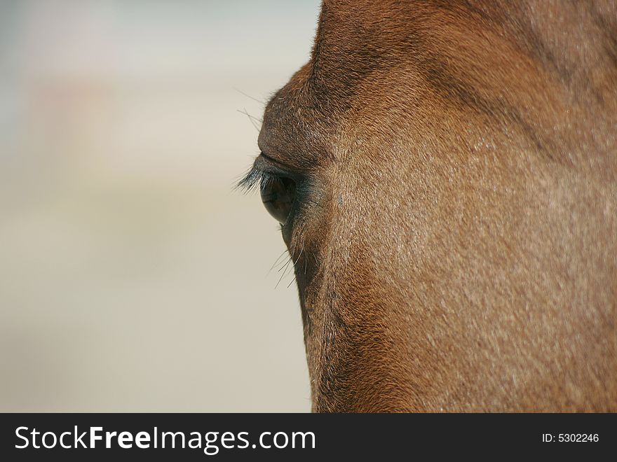 Close-up of eye of a brown quarterhorse. Los Angeles, California. Close-up of eye of a brown quarterhorse. Los Angeles, California.
