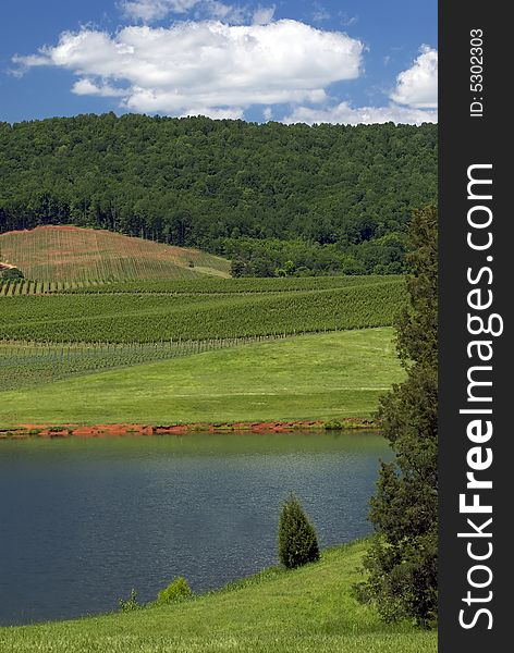 A vineyard sits between a lake and picturesque wooded mountains. A vineyard sits between a lake and picturesque wooded mountains