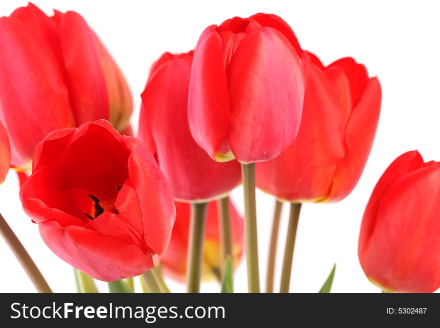 Bouquet of red tulips on a white background