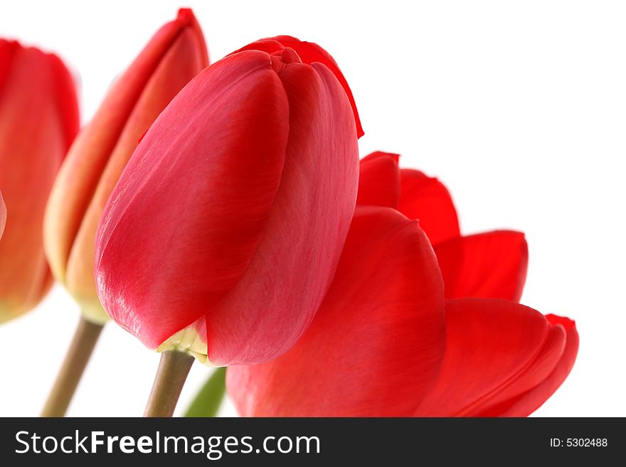 Bouquet of red tulips on a white background