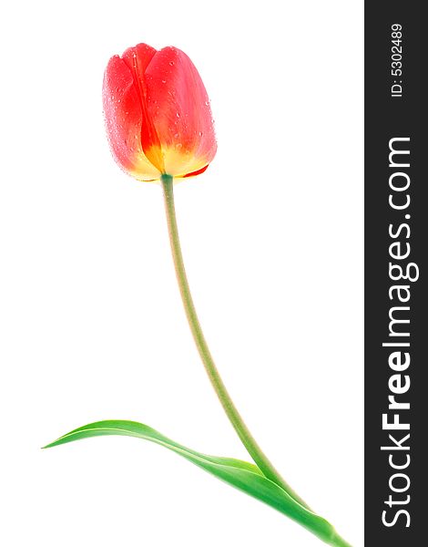 Red tulip with drops of dew on a white background