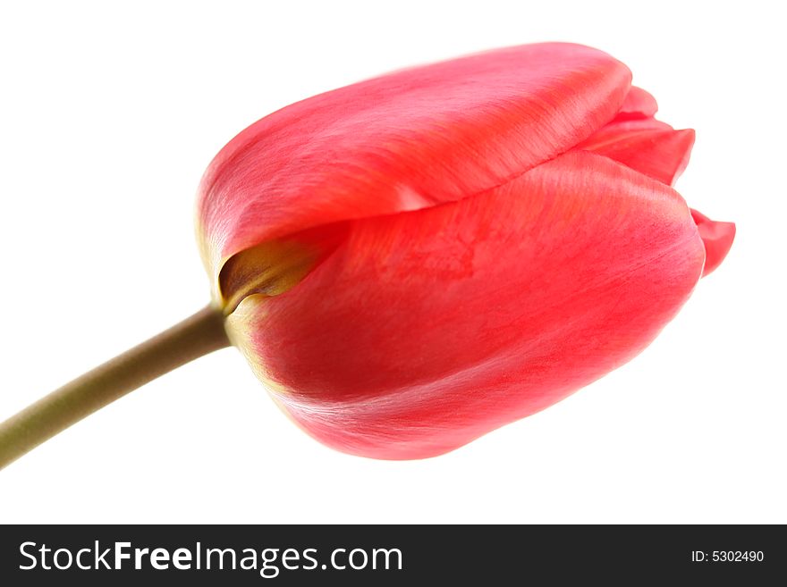 Red tulip on a white background