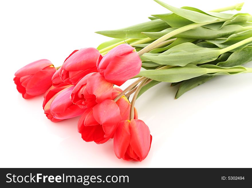 Bouquet of red tulips on a white background