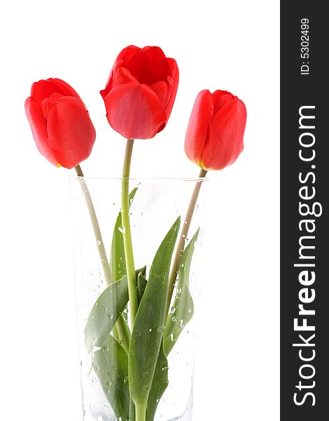 Bouquet of red tulips on a white background